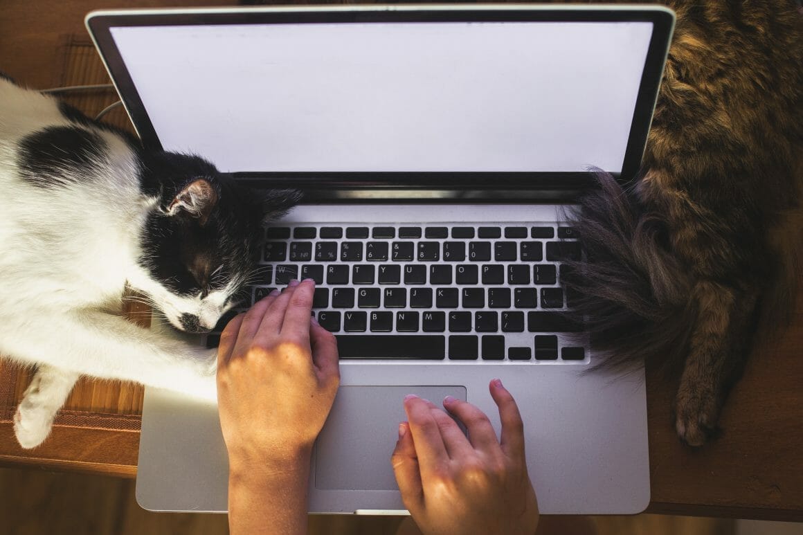 Working from home with pets
